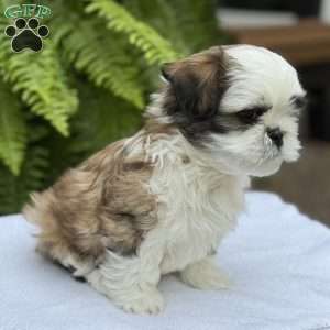 Coca-Cola, Teddy Bear Puppy