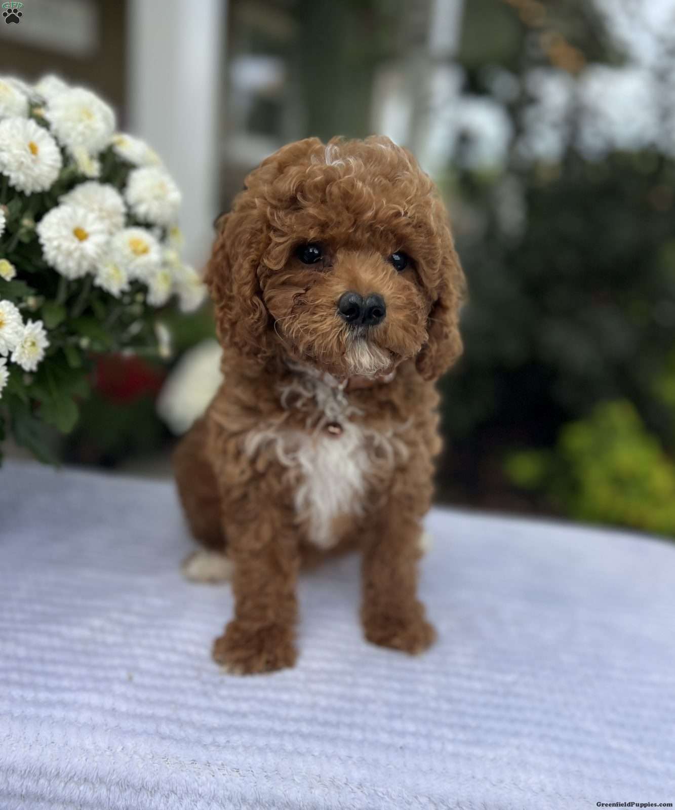 Atlas (Doodle / designer cross, Male) in Warsaw, NY