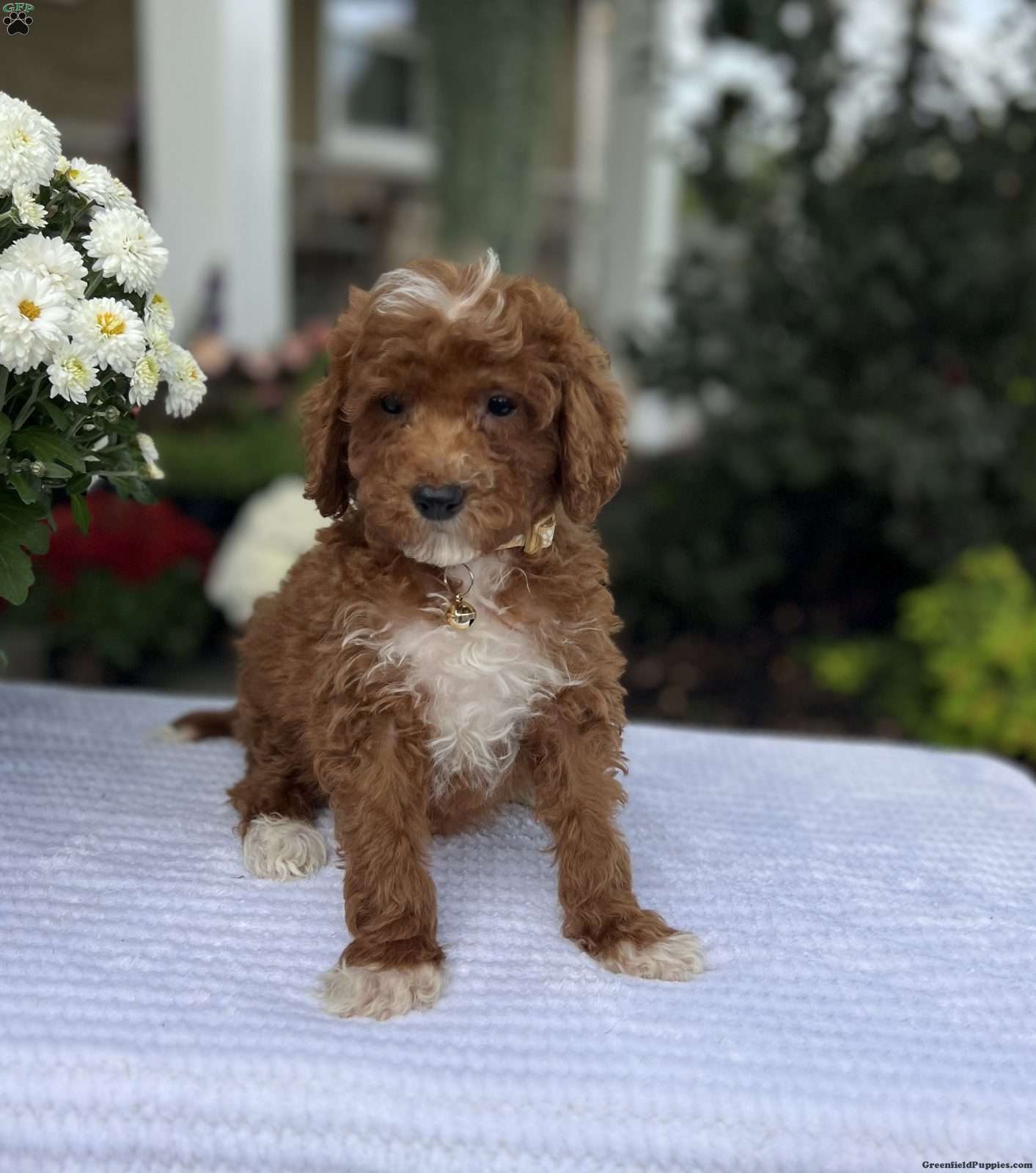 Ava (Doodle / designer cross, Female) in Warsaw, NY