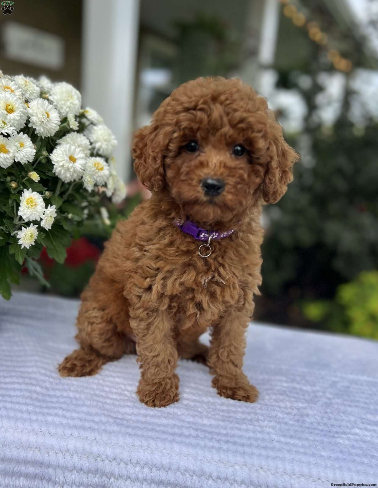 Aurora (Doodle / designer cross, Female) in Warsaw, NY