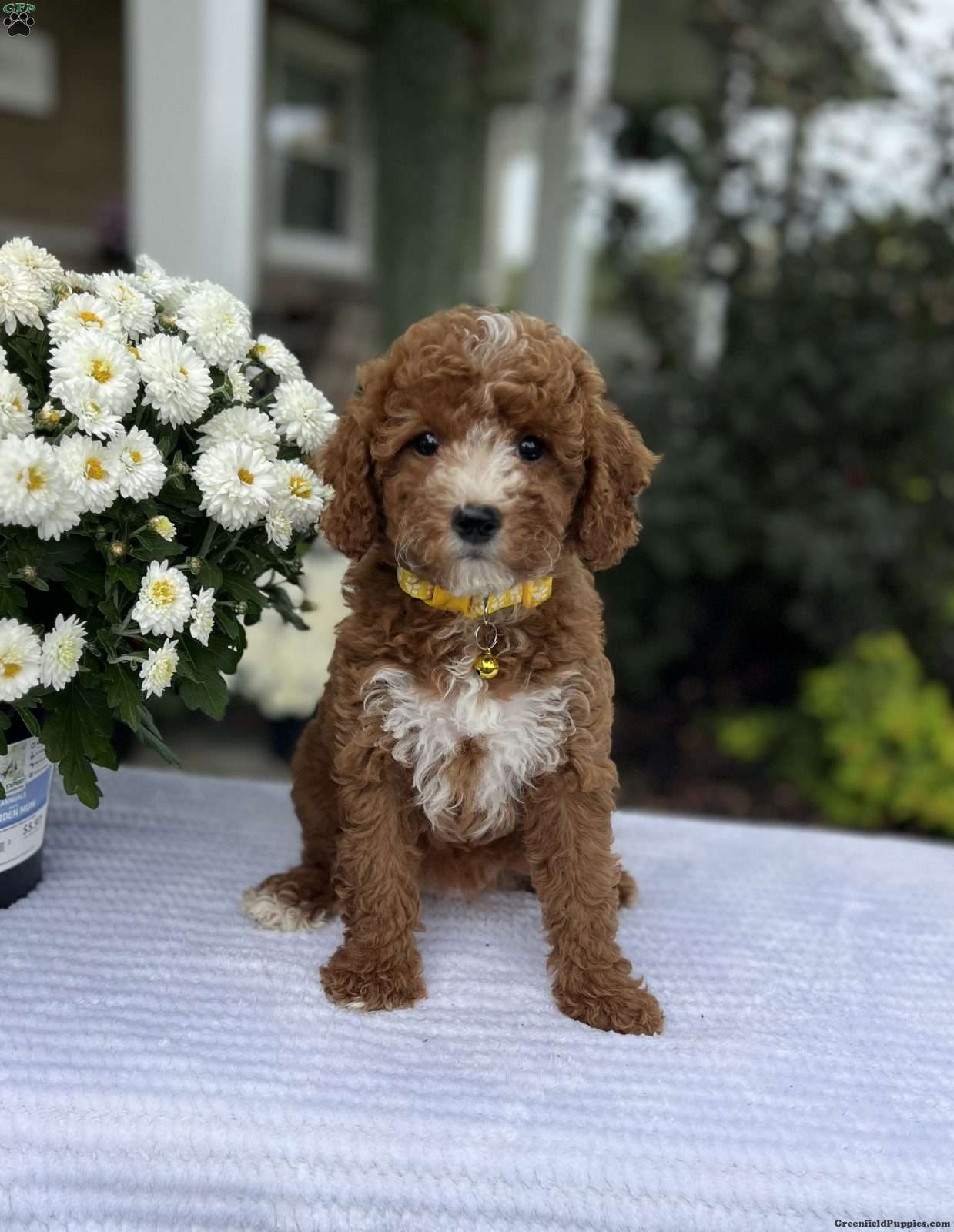 Addison (Doodle / designer cross, Female) in Warsaw, NY