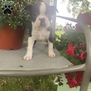 Trixie, Boston Terrier Puppy