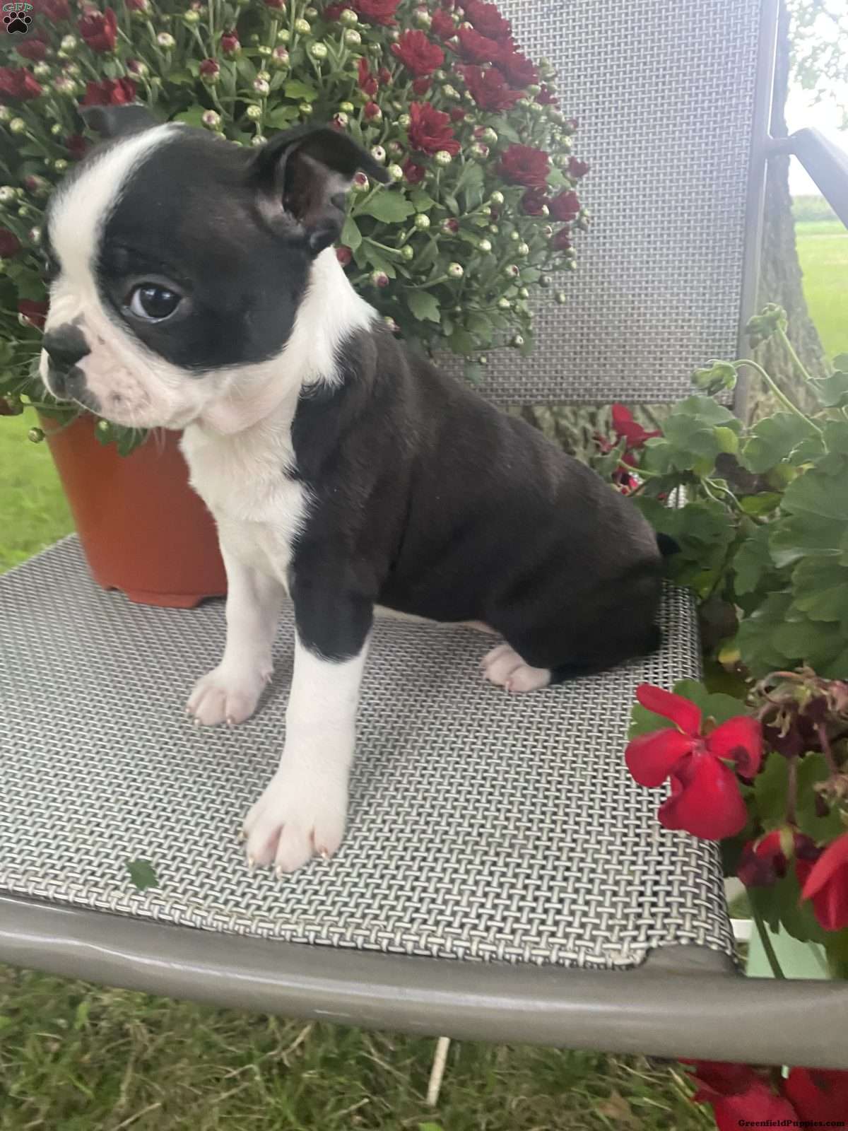 Trixie (Boston Terrier, Female) in Penn Yan, NY