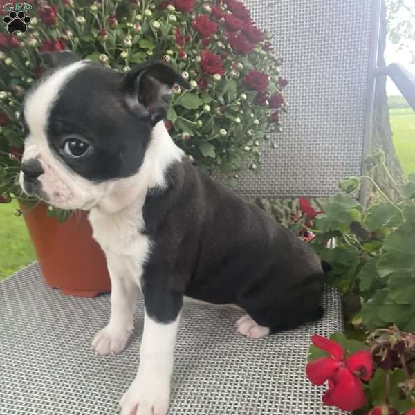 Trixie, Boston Terrier Puppy