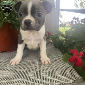 Lilac, Boston Terrier Puppy