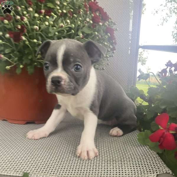 Lilac, Boston Terrier Puppy