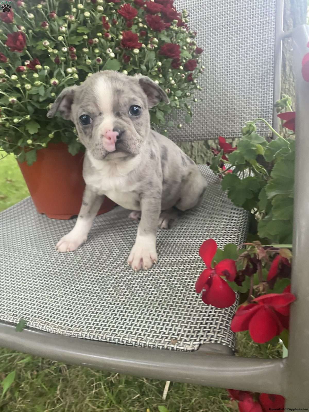 Twinkle (Boston Terrier, Female) in Penn Yan, NY