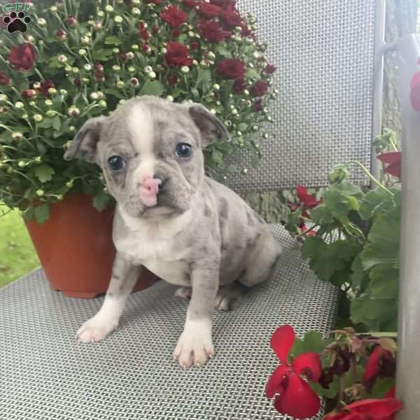Twinkle, Boston Terrier Puppy
