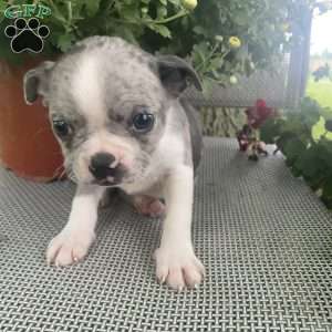Misty, Boston Terrier Puppy
