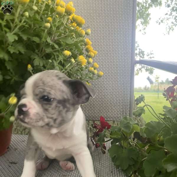 Misty, Boston Terrier Puppy