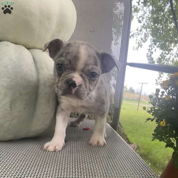Tuffy, Boston Terrier Puppy