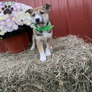 Chase, Shiba Inu Mix Puppy