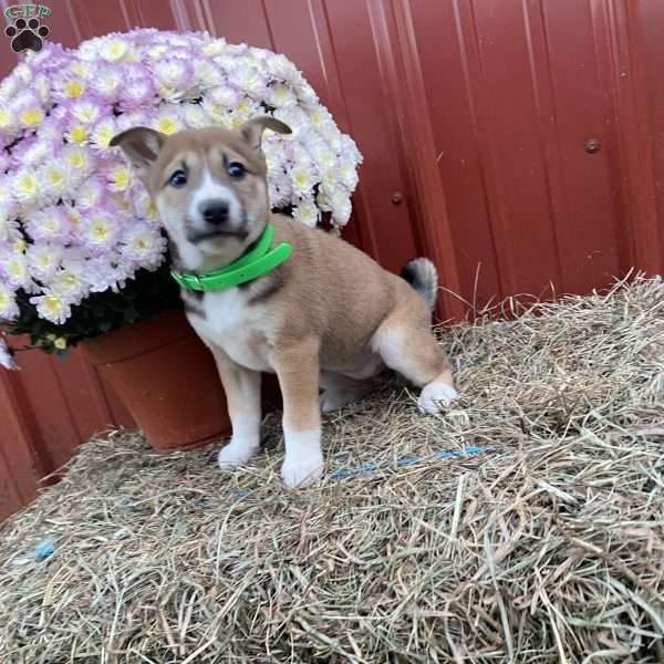 Chase, Shiba Inu Mix Puppy