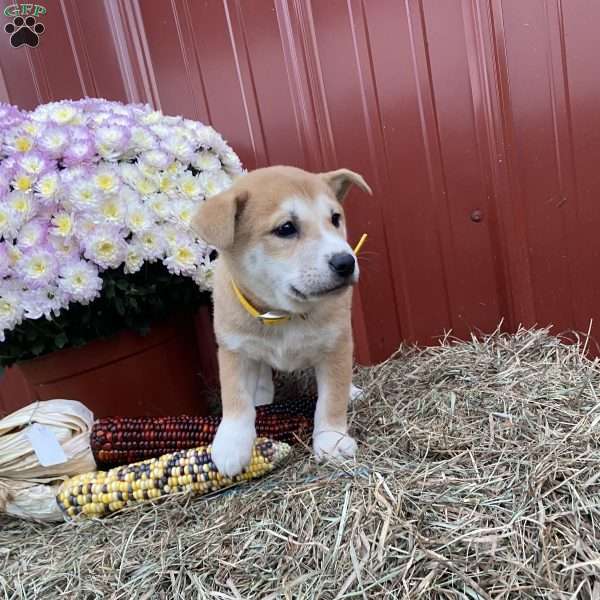 Theadore, Shiba Inu Mix Puppy