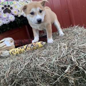 Theadore, Shiba Inu Mix Puppy