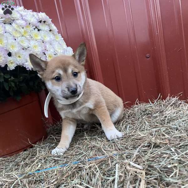 Veronica, Shiba Inu Mix Puppy