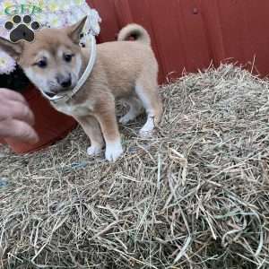 Veronica, Shiba Inu Mix Puppy