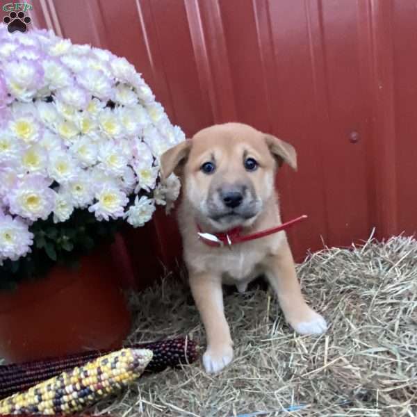 Malcom, Shiba Inu Mix Puppy