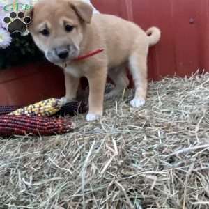 Malcom, Shiba Inu Mix Puppy