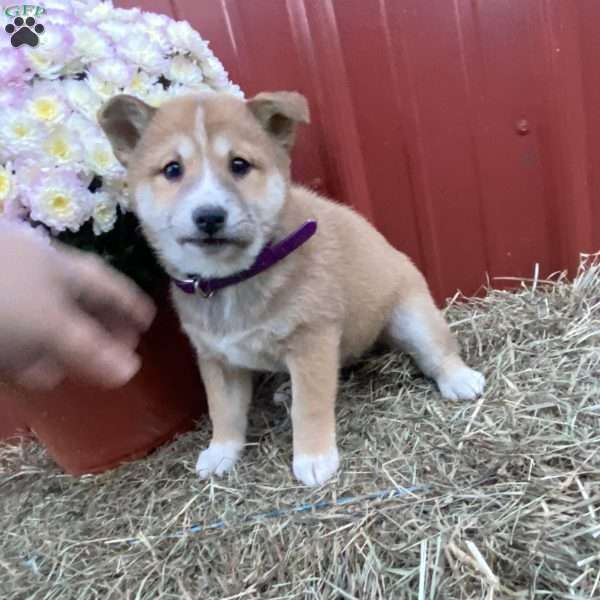 Stephanie, Shiba Inu Mix Puppy