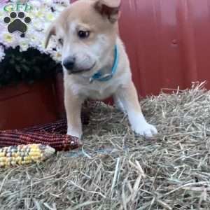 Benjamin, Shiba Inu Mix Puppy