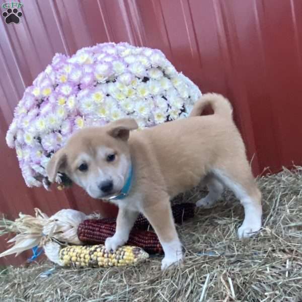 Benjamin, Shiba Inu Mix Puppy