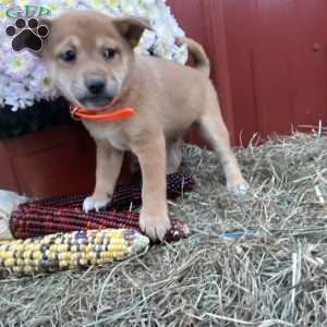 Alexander, Shiba Inu Mix Puppy