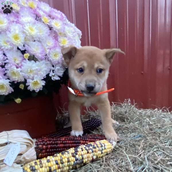 Alexander, Shiba Inu Mix Puppy