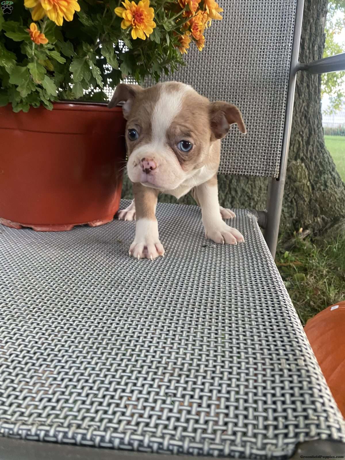 Tootsie (Boston Terrier, Female) in Penn Yan, NY