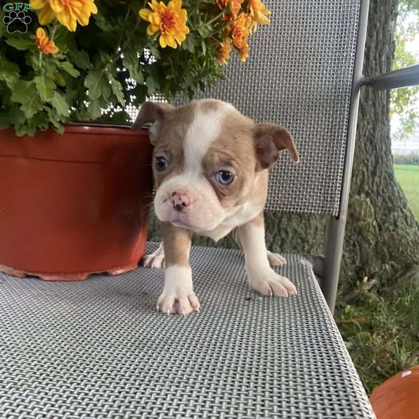 Tootsie, Boston Terrier Puppy