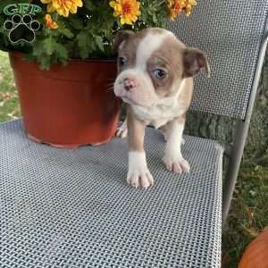 Tootsie, Boston Terrier Puppy