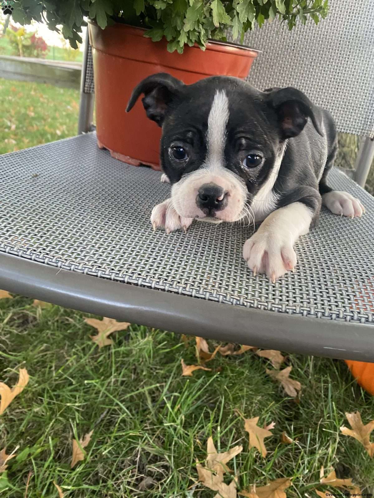 Midnight (Boston Terrier, Female) in Penn Yan, NY