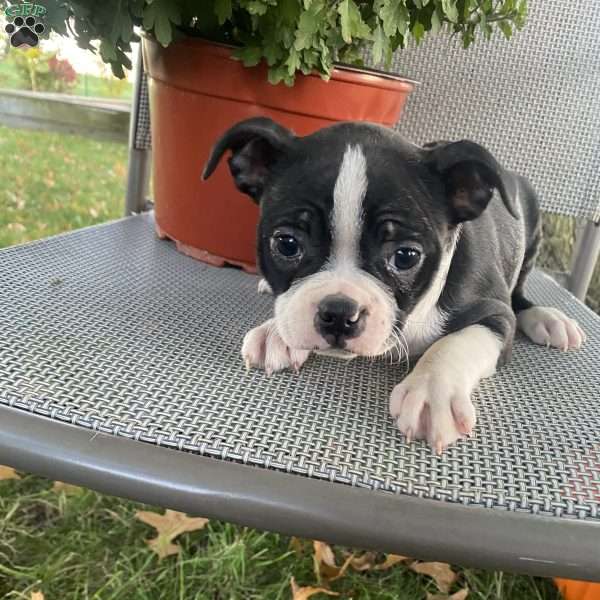 Midnight, Boston Terrier Puppy