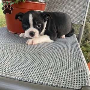 Midnight, Boston Terrier Puppy