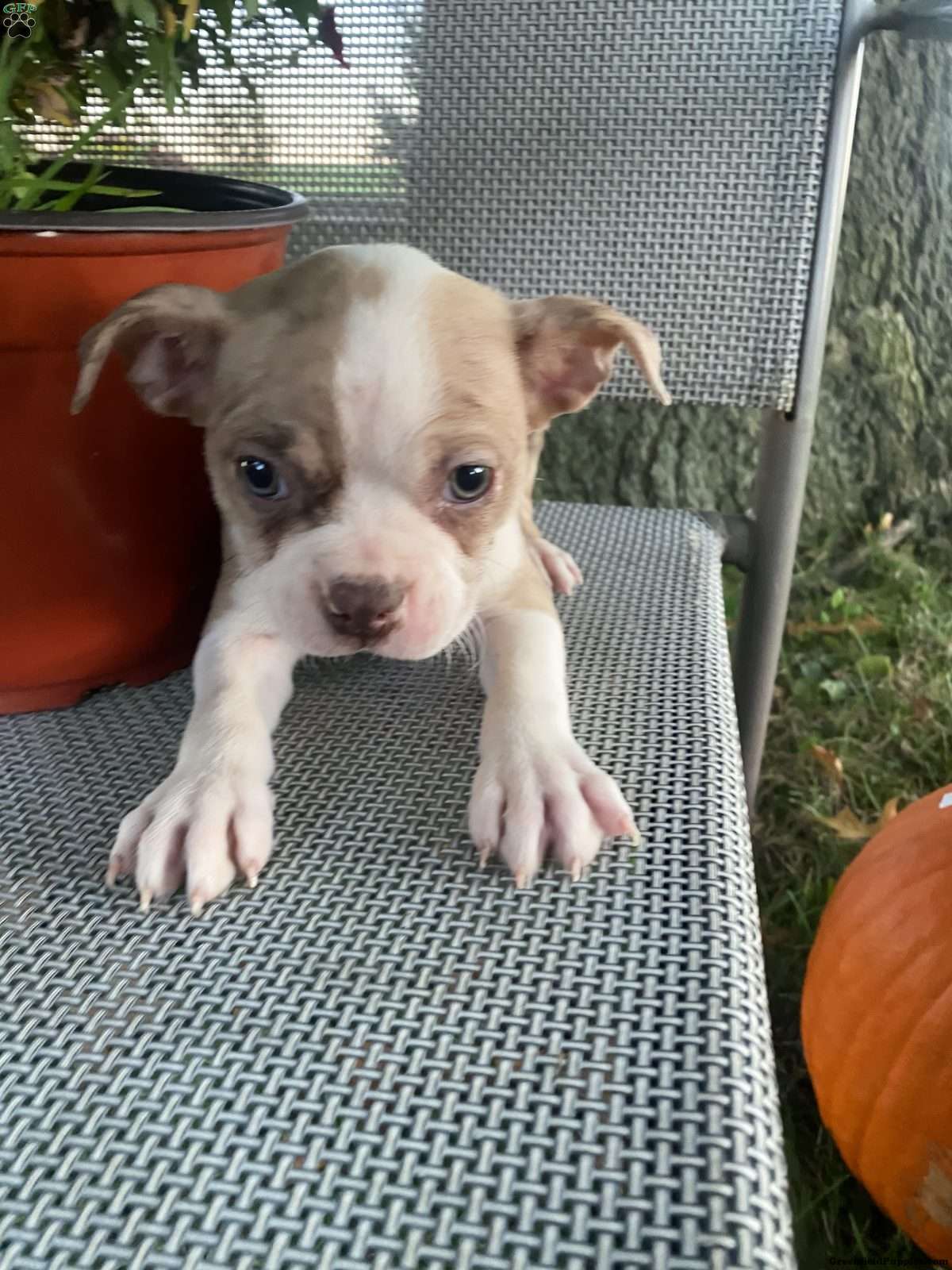 Brownie (Boston Terrier, Male) in Penn Yan, NY