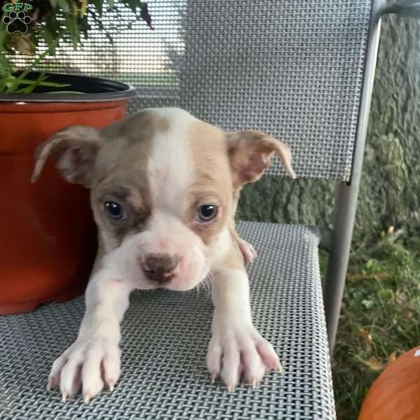 Brownie, Boston Terrier Puppy