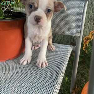 Brownie, Boston Terrier Puppy