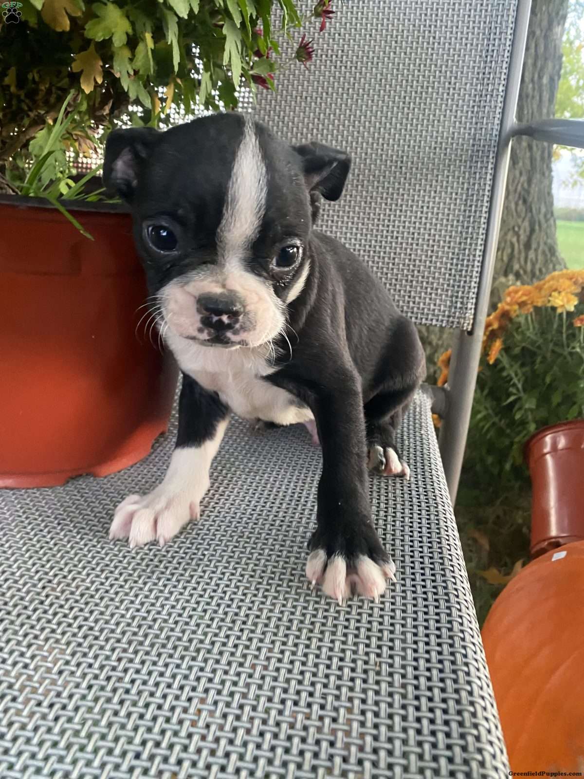 Blackie (Boston Terrier, Male) in Penn Yan, NY