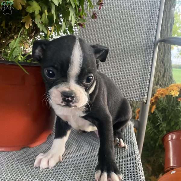 Blackie, Boston Terrier Puppy