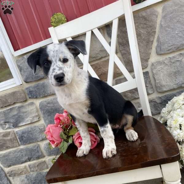 Diane, Border Collie Mix Puppy