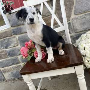 Diane, Border Collie Mix Puppy