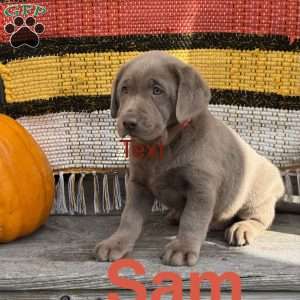 Sam, Silver Labrador Retriever Puppy