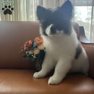 Allison, Akita Puppy