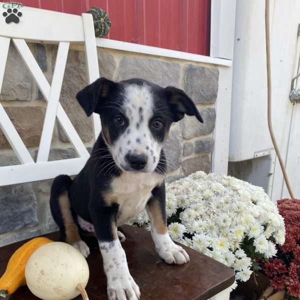 Diamond, Border Collie Mix Puppy