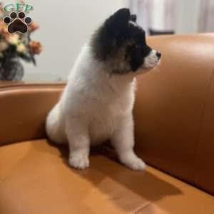 Allison, Akita Puppy