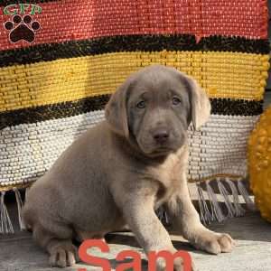 Sam, Silver Labrador Retriever Puppy