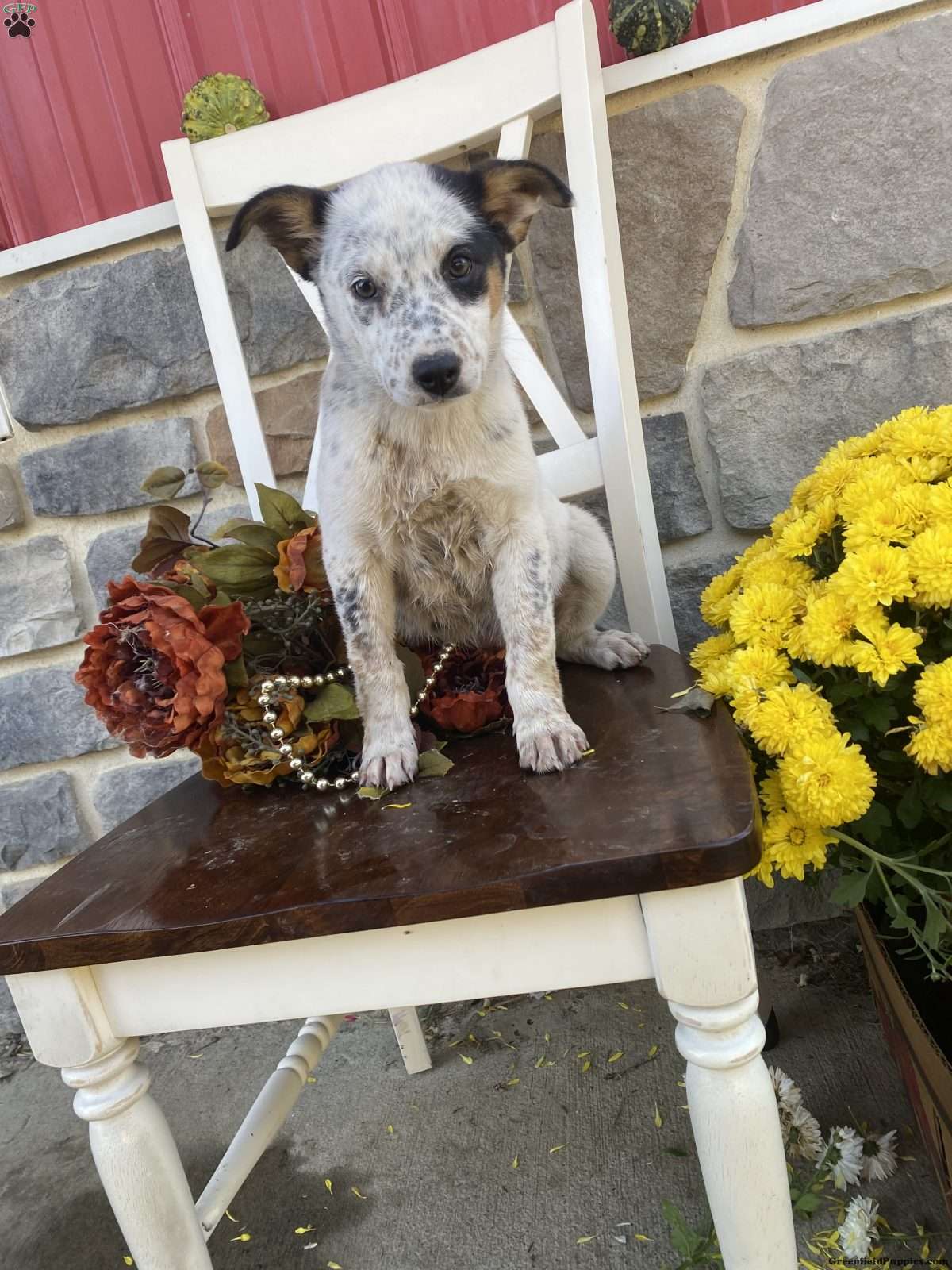 Daisy (Mixed breed, Female) in Pine city, NY