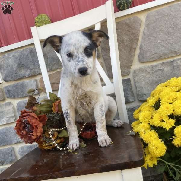 Daisy, Blue Heeler Mix Puppy