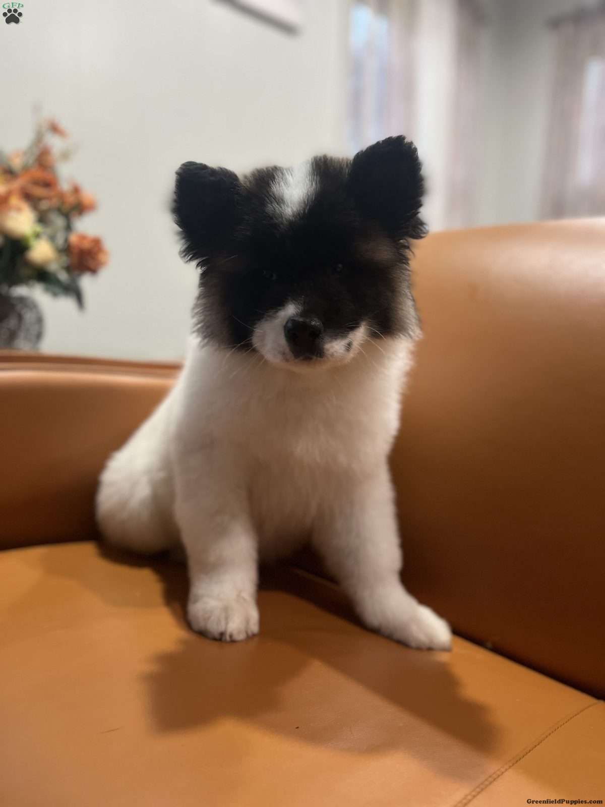 Allison (Akita, Female)
