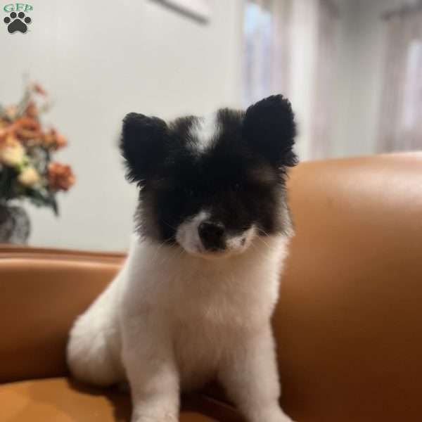 Allison, Akita Puppy
